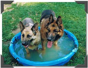 Retirees in the pool